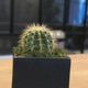 Image for article titled The iPhone 7's Portrait Mode Screws Up Sometimes